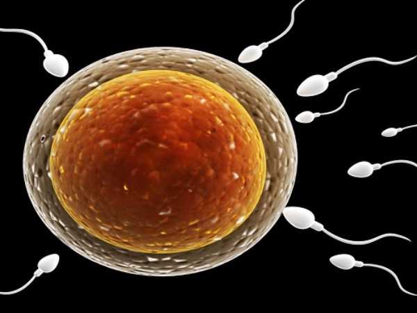 网传女性骨髓干细胞转化为精子生孩子是真的吗？