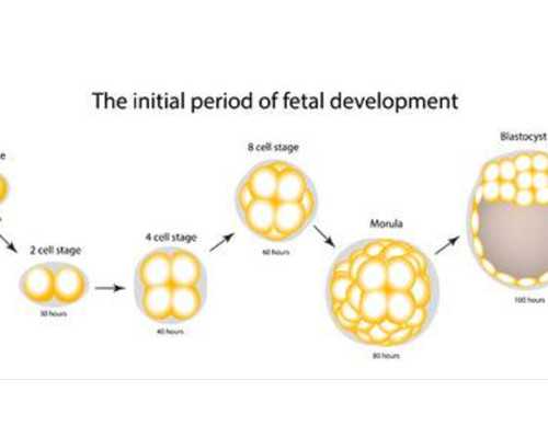 辽阳供卵代怀孕三代试管包儿子