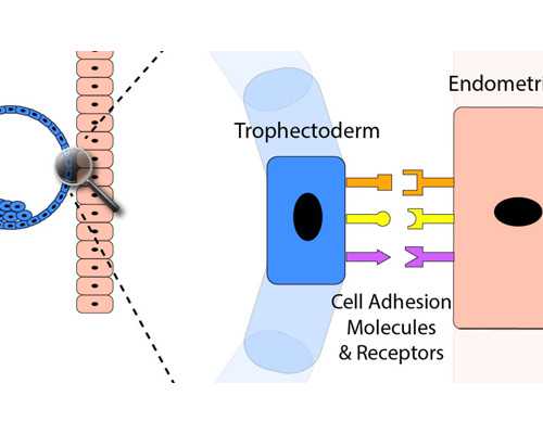 钦州供卵代怀代生，子宫内膜薄做试管婴儿成
